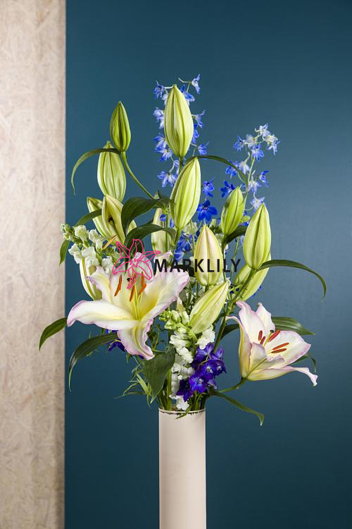 Captain Tricolore® 489