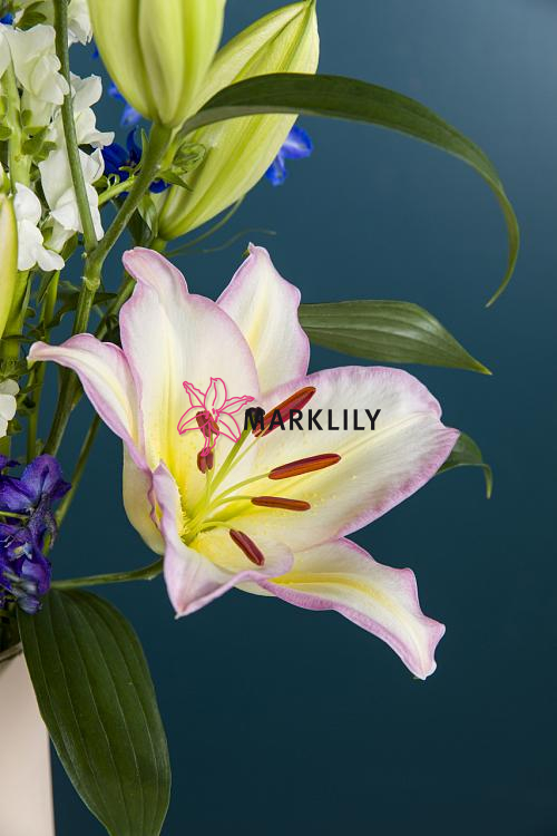 Captain Tricolore® 488