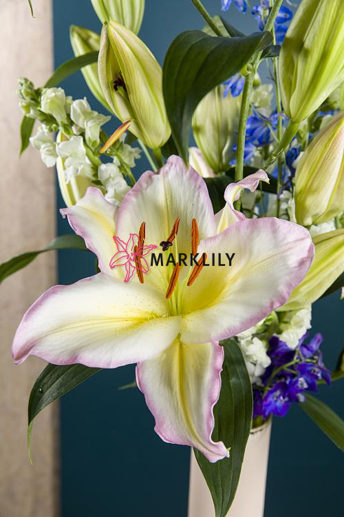 Captain Tricolore® 487